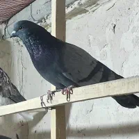 کفتر|پرنده|نهاوند, |دیوار