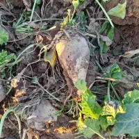 چغندر قندی|عمدهفروشی|عطاملک, |دیوار