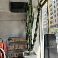 کاکتوس ۳ و نیم متری