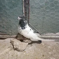 کله دم سبز|پرنده|کبودرآهنگ, |دیوار