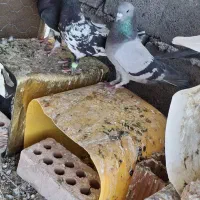فروشی
