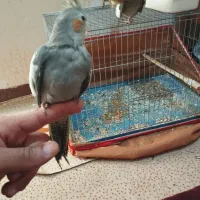 طوطی عروس هلندی