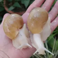 فرصت استثنایی حلزون اچاتینا