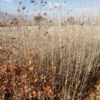 چنار و بادوم پیوندی به قیمت عمده