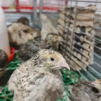 بلدرچین گوشتی و تخمگذار