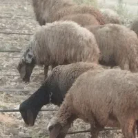 کاور ماده باب داشت