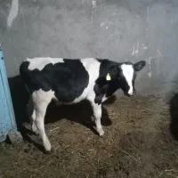 ۲تا گوساله نره