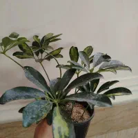 فروش گلهای آپارتمانی|گل و گیاه طبیعی|ایرانشهر, |دیوار