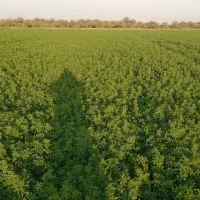 یونجه اماده بسته بندی قیمت توافقی++