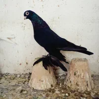 کبوتر سیاه قیسا دیمدیح