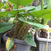 بابا آدم نشایی و پاجوش|گل و گیاه طبیعی|آستانه اشرفیه, |دیوار