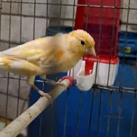 دوعددقناری نر یک دونه سره قناری نر