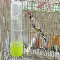 سهره تازه گیر|پرنده|بروجرد, |دیوار