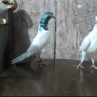 کبوتر پاکستانی و ایرانی  پرش،سنگین