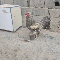 مرغ خروس برهما اصل جوان|حیوانات مزرعه|صباشهر, |دیوار