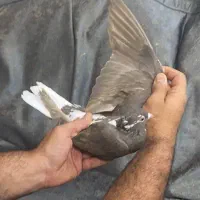 کفتر سرکه ی دم سفید