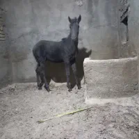 مادیان|اسب و تجهیزات اسبسواری|اسدآباد, |دیوار