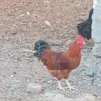مرغ وخروس روستایی جوان