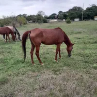 مادیان نژاد عرب|اسب و تجهیزات اسب‌سواری|دالخانی, |دیوار