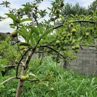 ویلا دوبلکس ساحلی 1000متری،سنددار،لاکچری|فروش خانه و ویلا|چاف و چمخاله, |دیوار