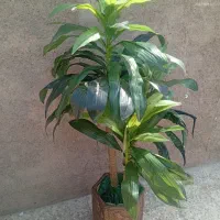 درخت مصنوعی|گل مصنوعی|اندیمشک, |دیوار