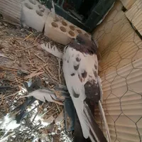 کله دم سبز|پرنده|بهار, |دیوار