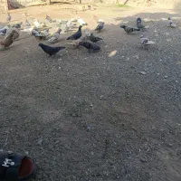 کفتر سالم خوب