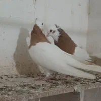 طوقی زرد لامرد|پرنده|لامرد, |دیوار