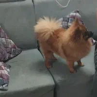 فروش سگ پامر|سگ|سمنان, |دیوار