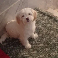 کالباس خانگی سالم و مقوی مخصوص سگ و پت