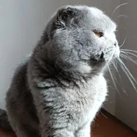 گربه اسکاتیش نر اصیل وارداتی