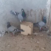 کفتر پلاکی دست اولی نر|پرنده|شیراز, میانرود|دیوار