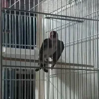 سهره جوجه قفس جفتی قناری سرمایی