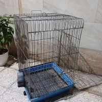 قفس عروس هلندی