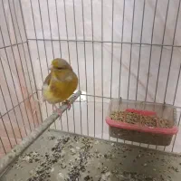 قناری ماده آماده