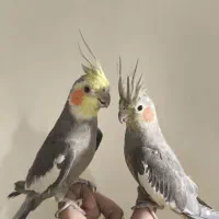 جفت عروس هلندی مولد