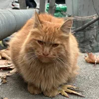 مشاوره در تاسیس رستوران / فست فود راه اندازی