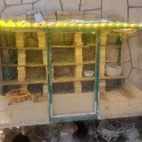 قفس پرنده مرغ کبوتر بزرگ آهنی