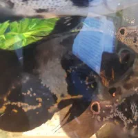 ماهی اکواریوم|ماهی|قزوین, |دیوار