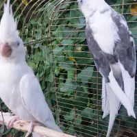 جفت عروس هلندی البینو با چهار جوجه