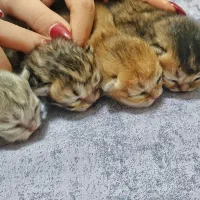 گربه بریتیش مادر با ۴توله