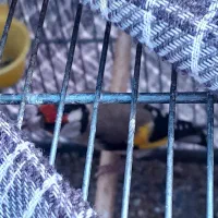 سره بهاره استانه|پرنده|شازند, |دیوار