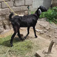 بز دوقلو زا