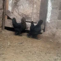 مرغ مرندی|حیوانات مزرعه|زنجانرود, |دیوار