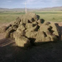 خرید فروش یونجه