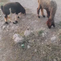 بز وبیگ میش وبره
