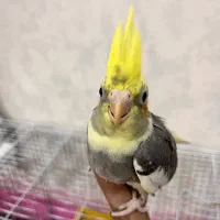 جوجه عروس ابلغ