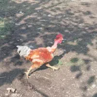خروس