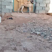 دوسگ خراسانی گله ای ونگهبان سفت نر و ماده