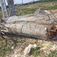 هرس درخت وتمیز کاری باغ باغچه ویلا|خدمات باغبانی و درختکاری|بابل, |دیوار